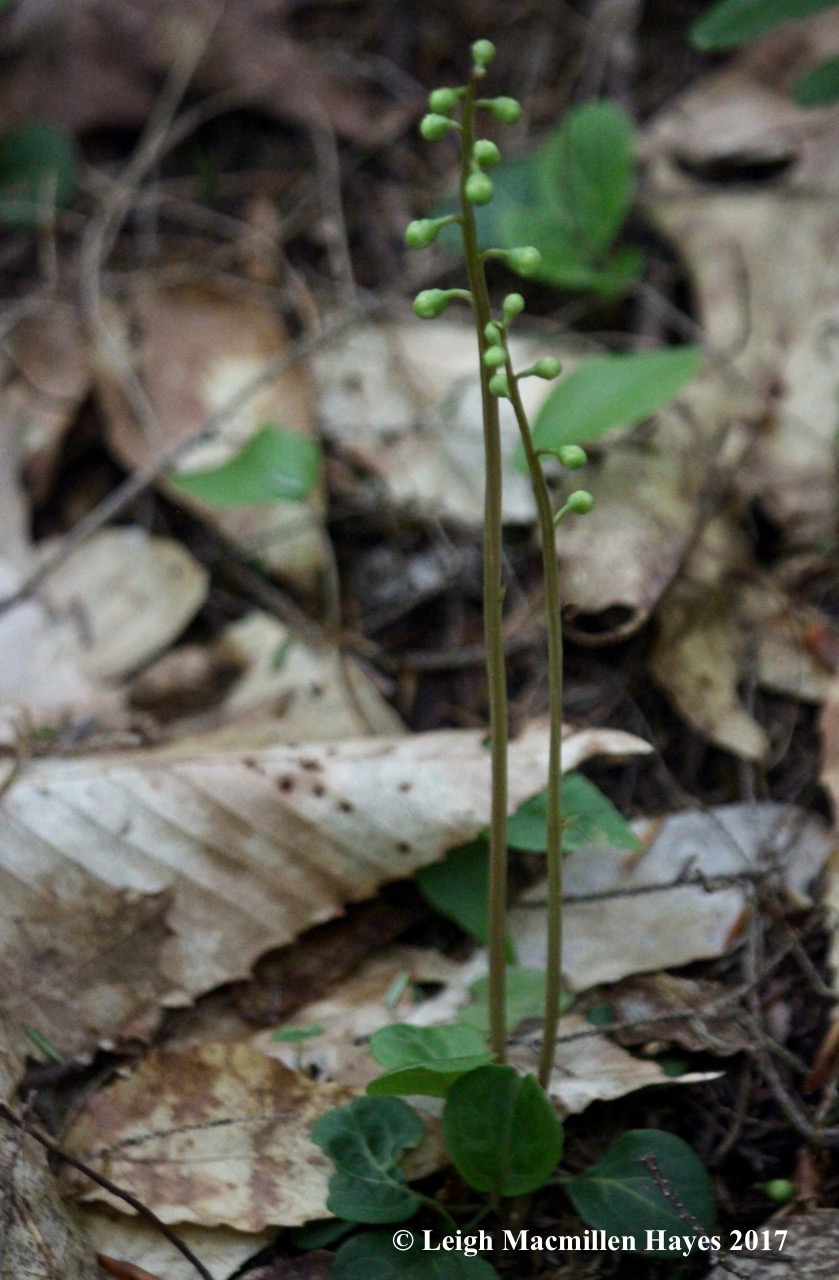 r-round-leaf pyrola1