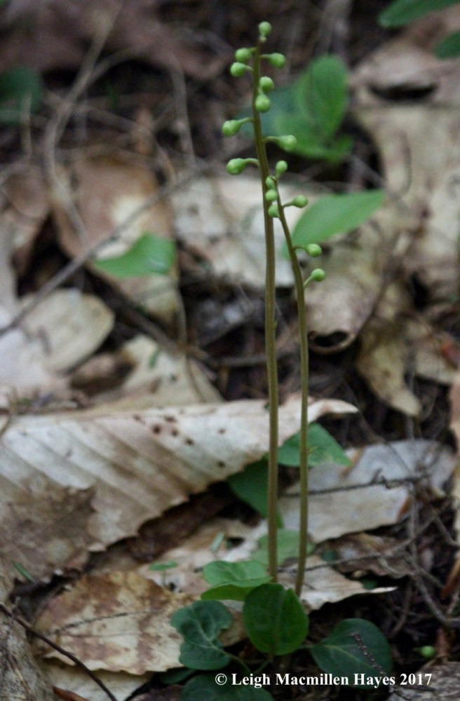 r-round-leaf pyrola1