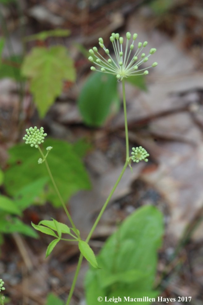 t-bristly sasparilla 2