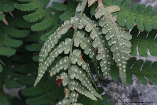 t-marginal wood fern 1