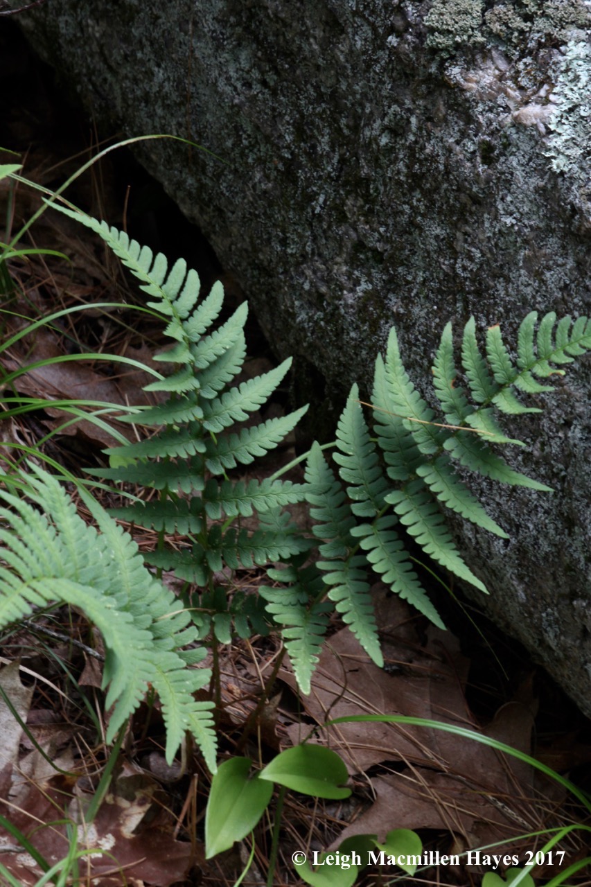 t-marginal wood fern 2