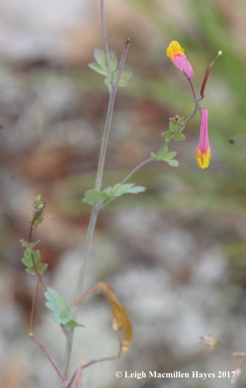 t-pink corydalis 1