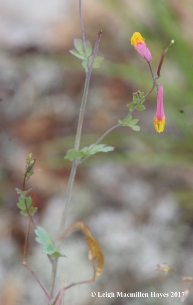 t-pink corydalis 1