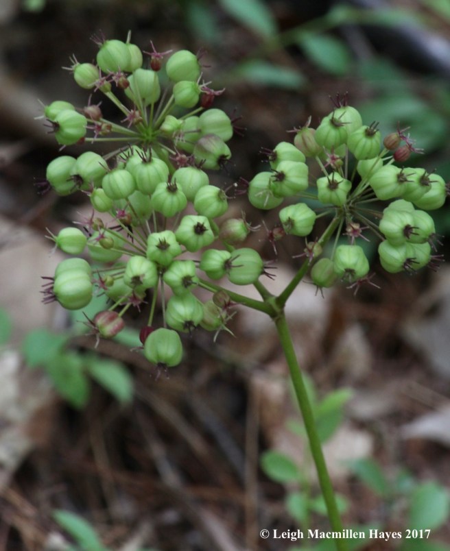 t-wild sarsa fruits 2