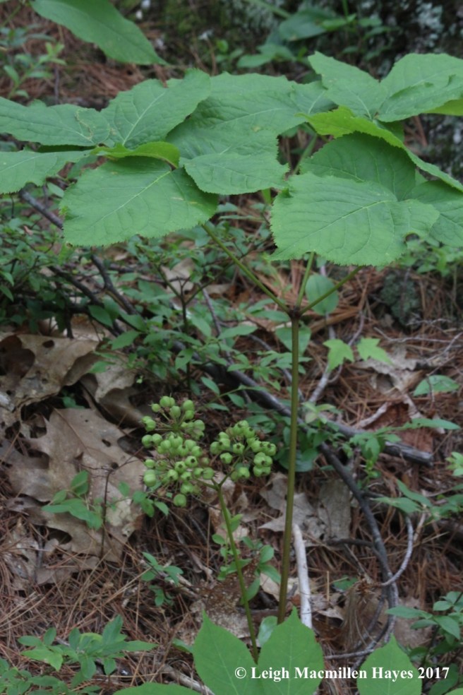t-wild sarsapirilla plant