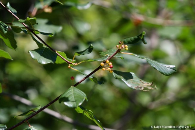 alder-leaf buckthorn2