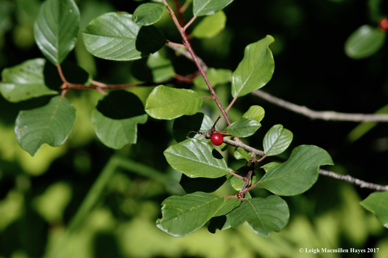 b-alder-leaf buckthorn 1
