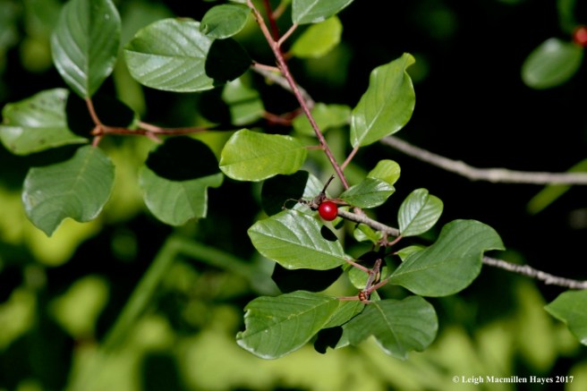 b-alder-leaf buckthorn 1