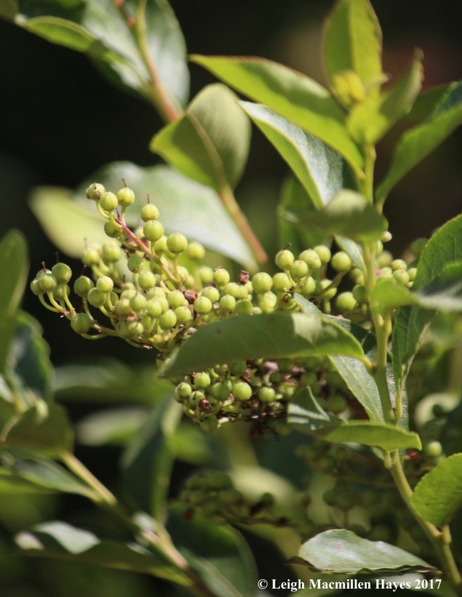 b-maleberry fruits 2
