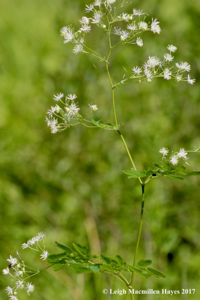 b-meadow rue