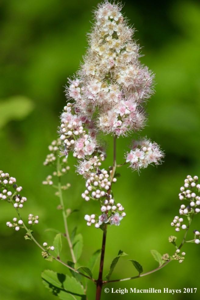 b-meadowsweet