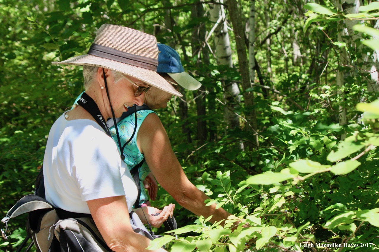 b-picking blueberries