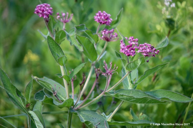 b-swamp milkweed 1