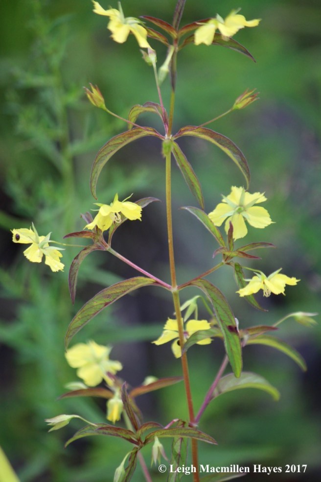 b-yellow loosestrife