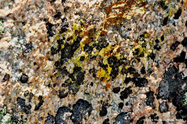 c-lichen lunch rock