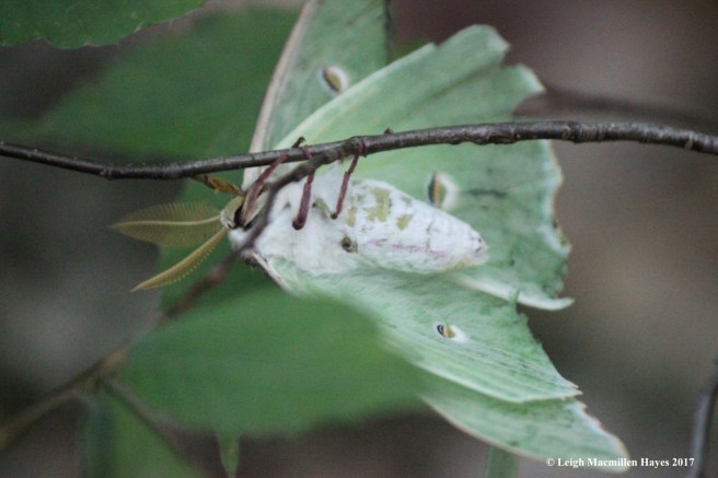 c-luna moth1