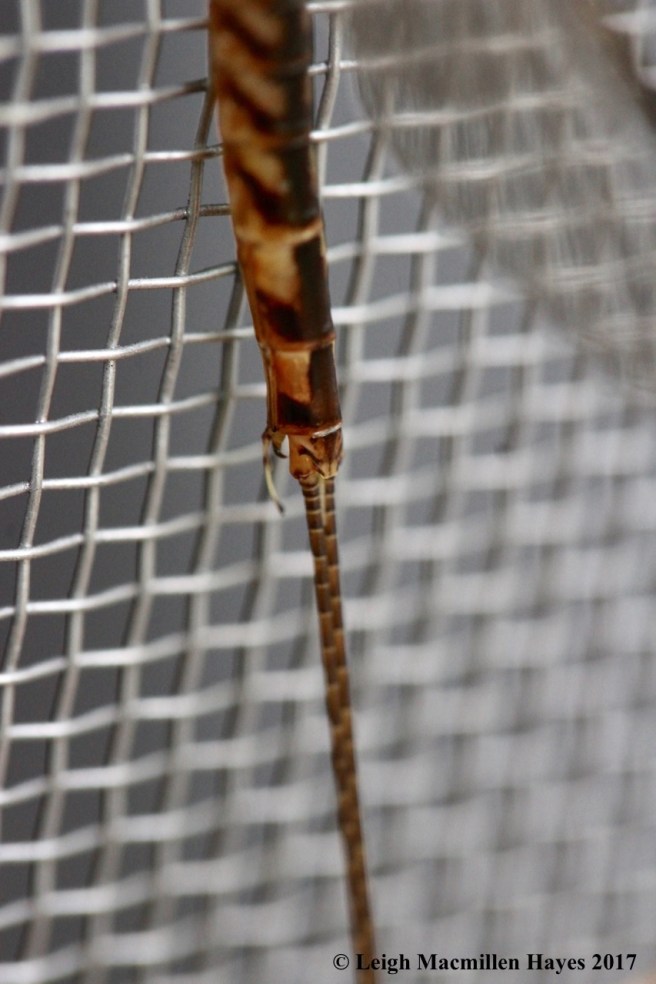 c-mayfly aedeagi at base of abdomen
