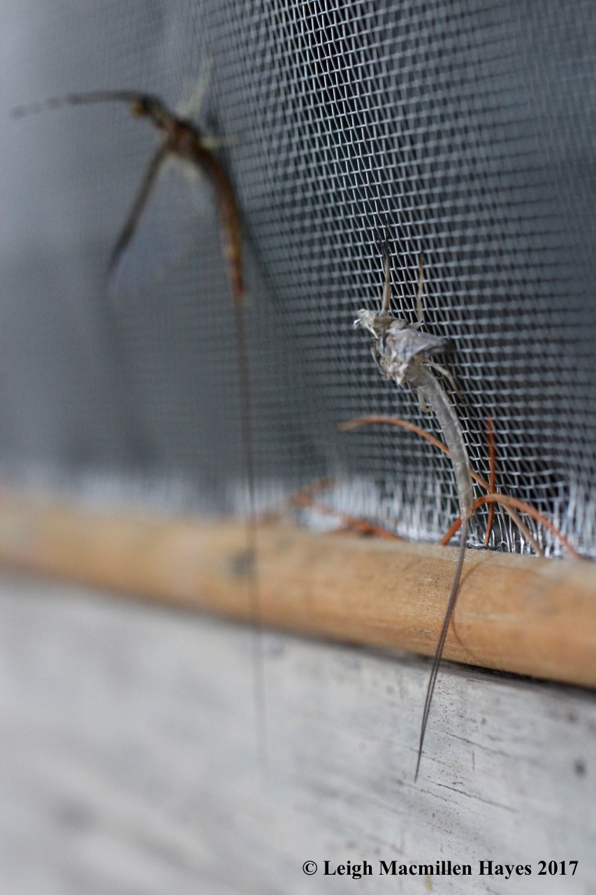 c-mayfly beside molt
