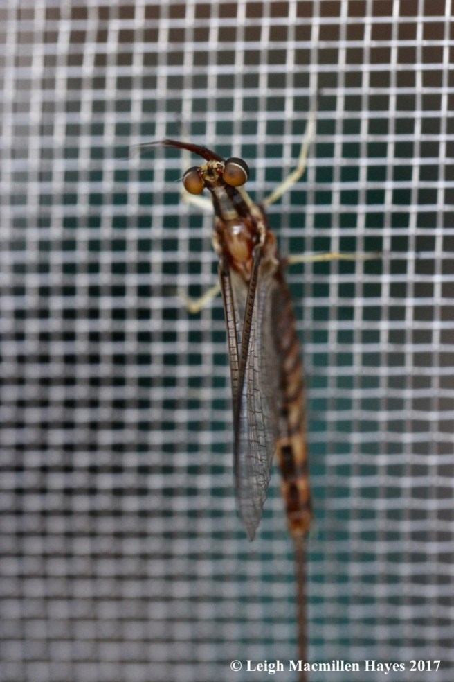 c-mayfly bird's eye view1