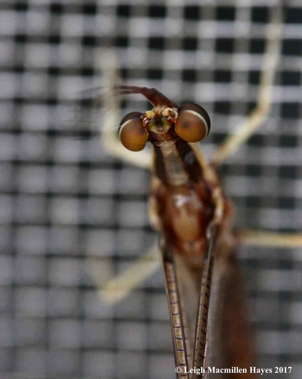 c-mayfly eyes 1