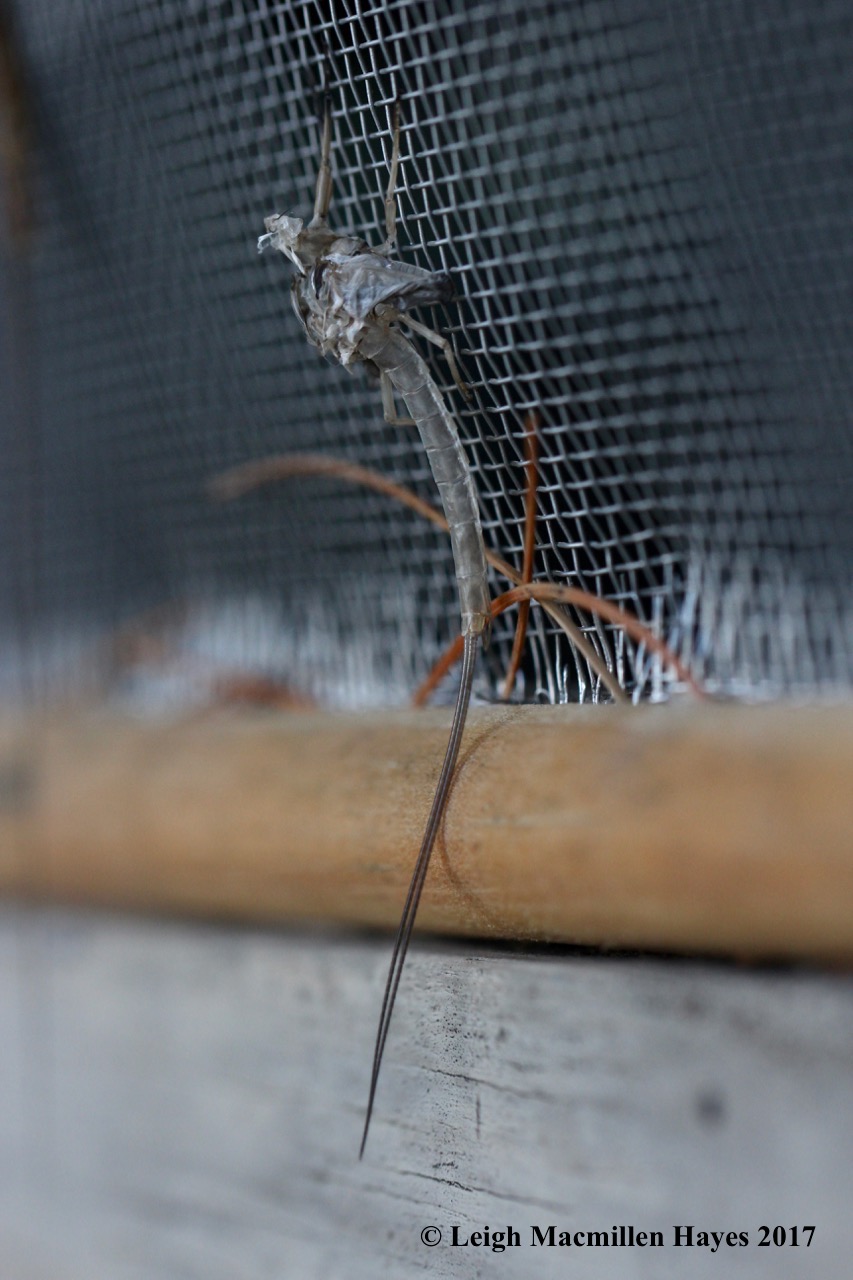 c-mayfly molt 1