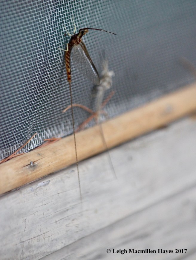 c-mayfly size difference