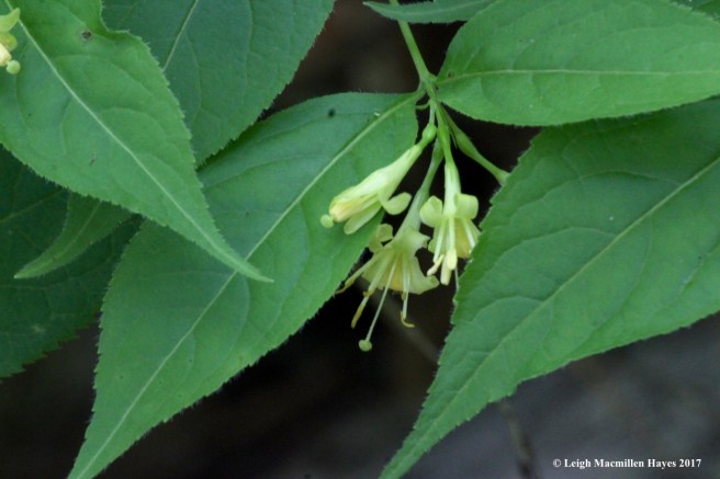 c-northern bush honeysuckle
