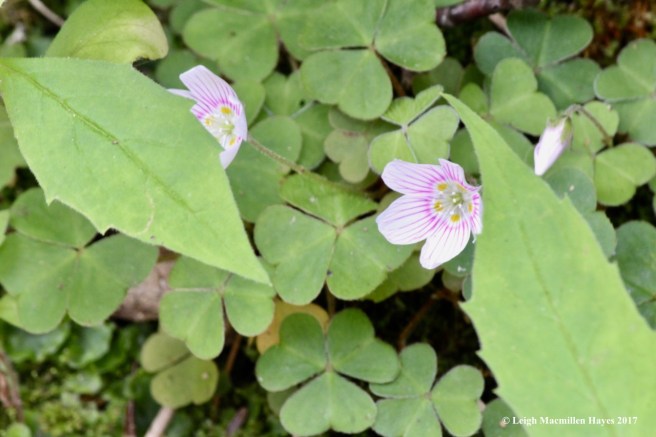 c-wood sorrel