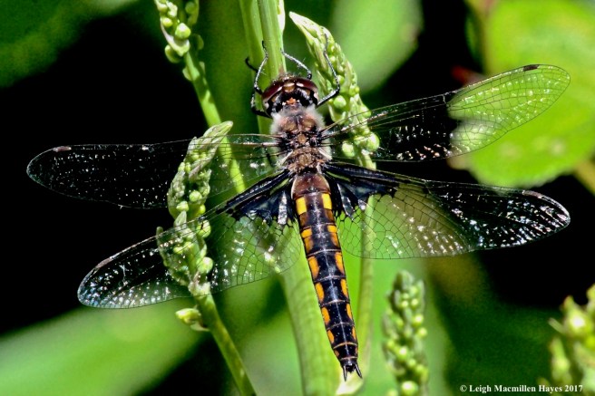 d-baskettail, common baskettail 1