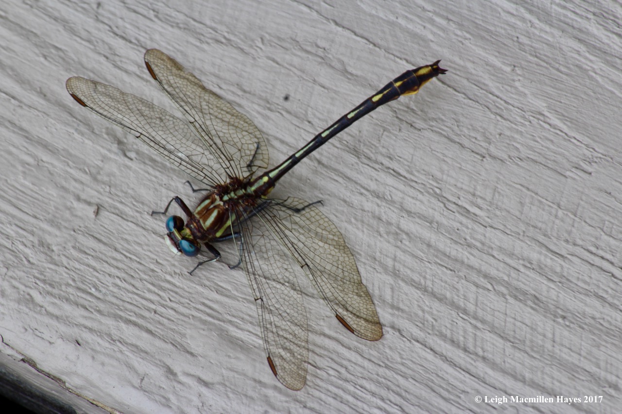 d-clubtail, lancet clubtail, male