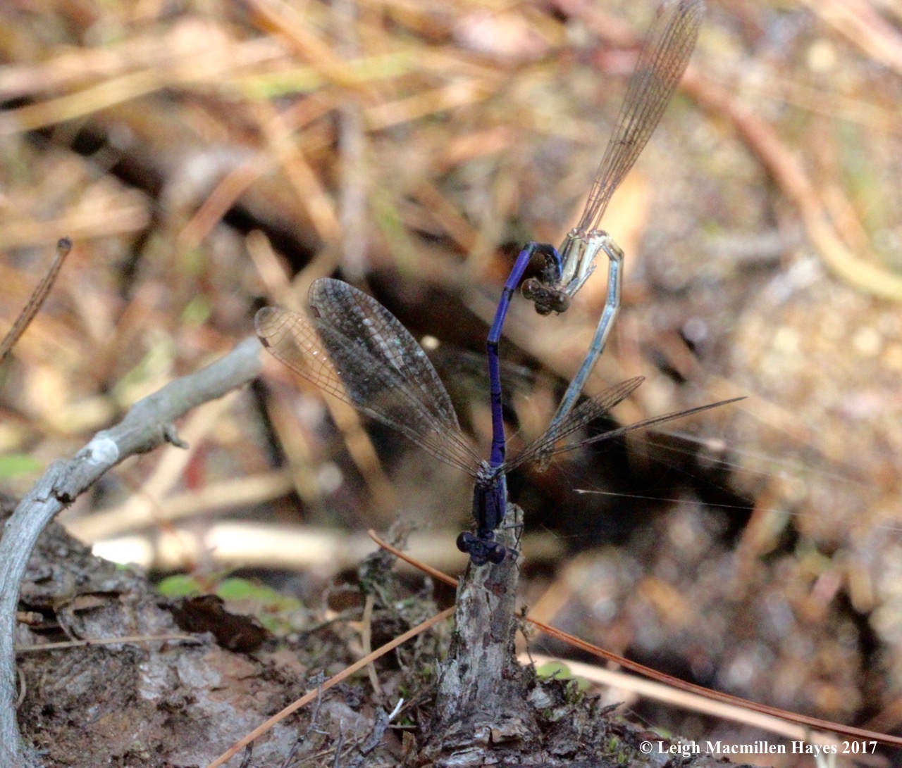 d-damsel love, variable dancers