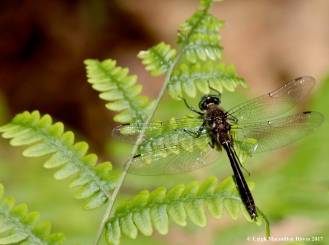 d-Emeralds, Ameican Emerald 2