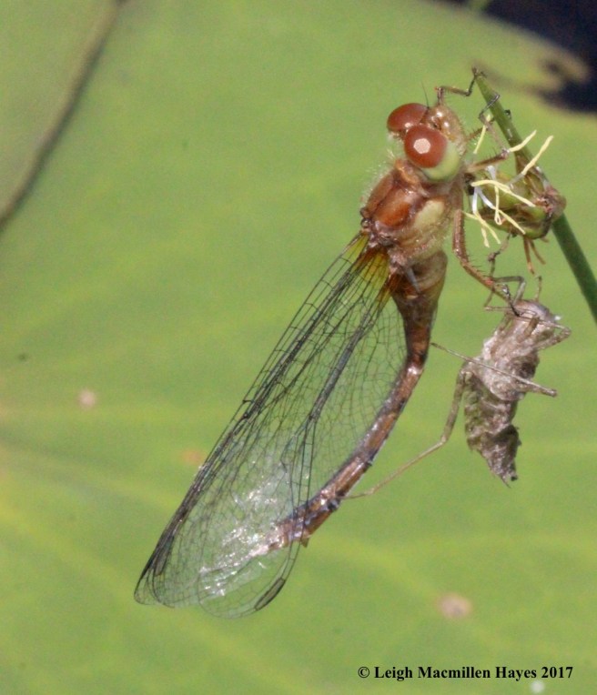 d-emerging dragonfly