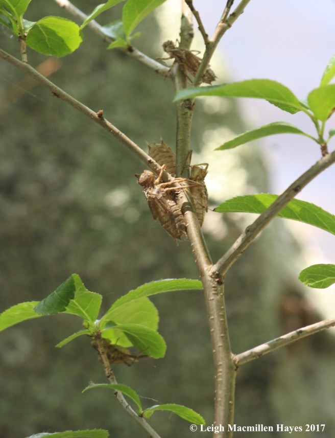 d-exoskeleton shrubs