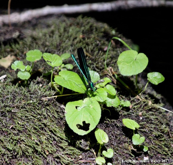 d-pond damsel, ebony jewelwing, male