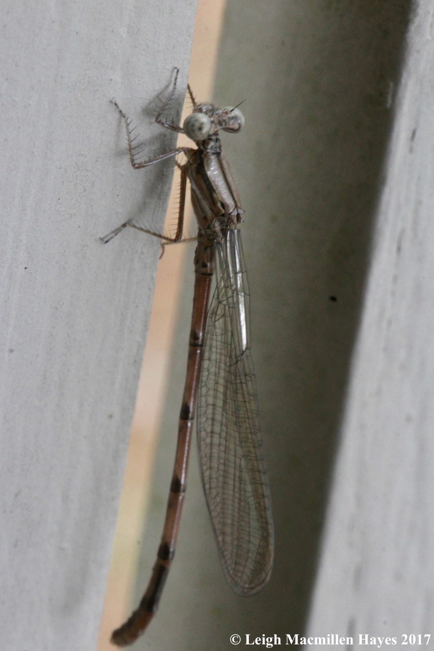 d-pond damsel, variable dancer