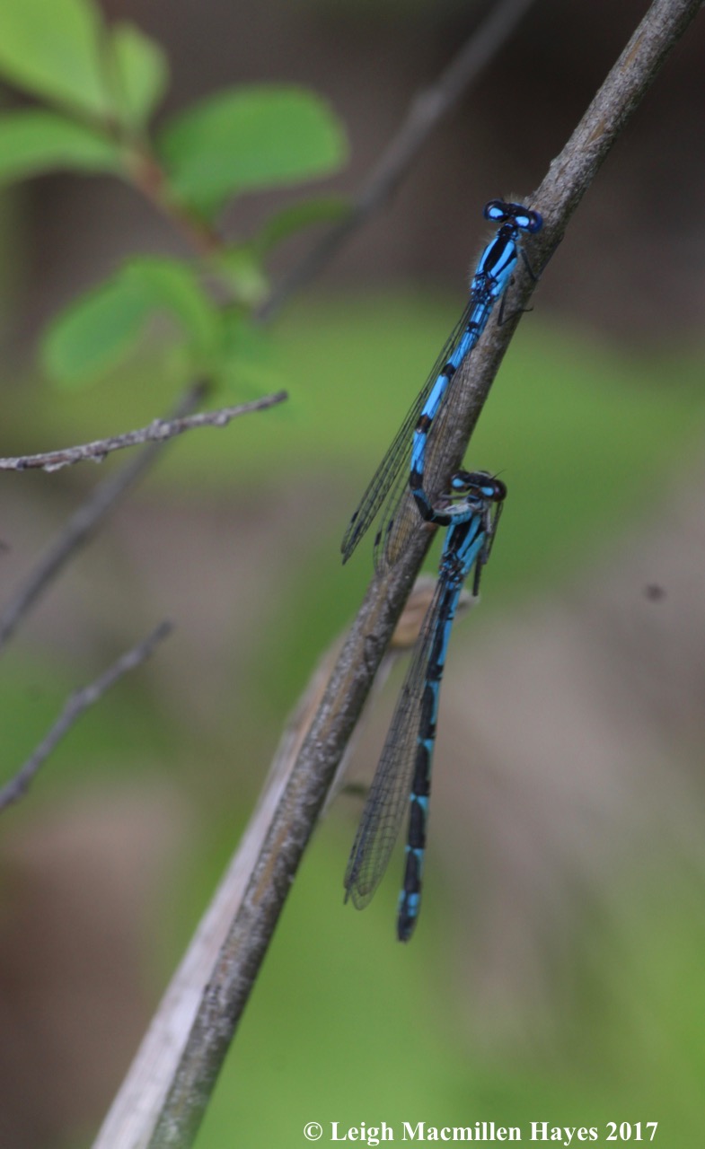 d-pond damsels mating, Marsh bluets 1