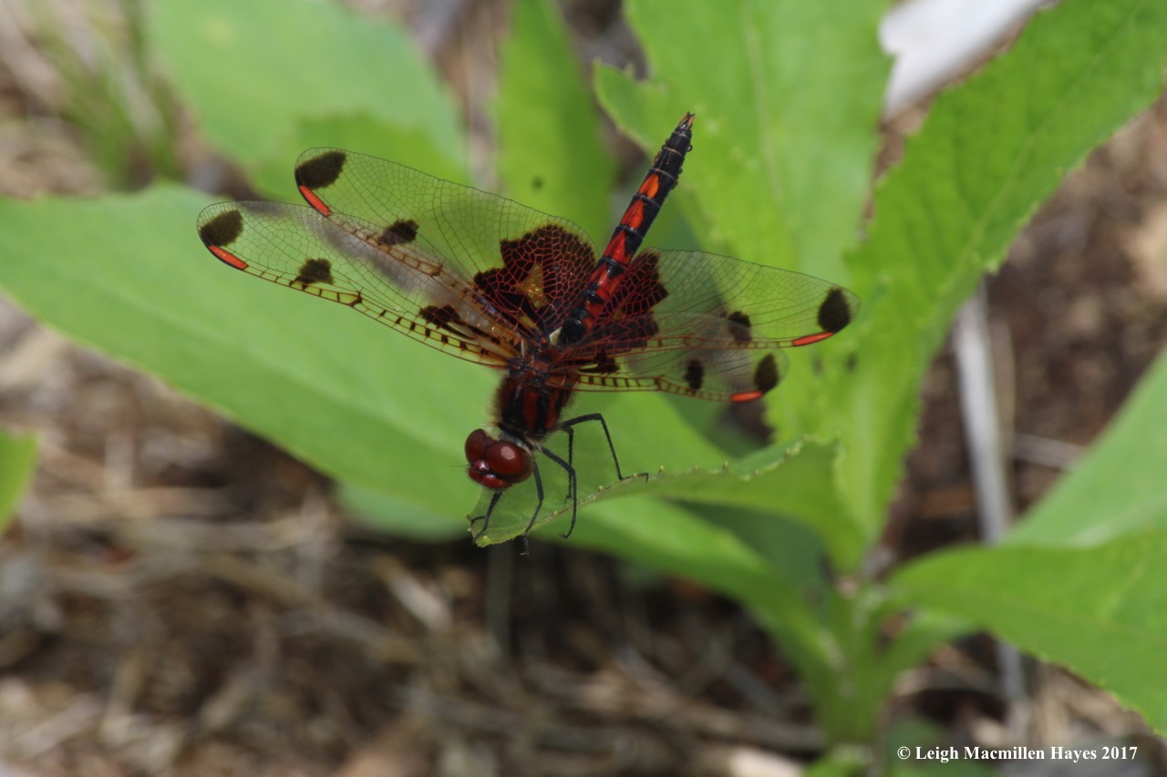 d-skimmer, calico pennant, male