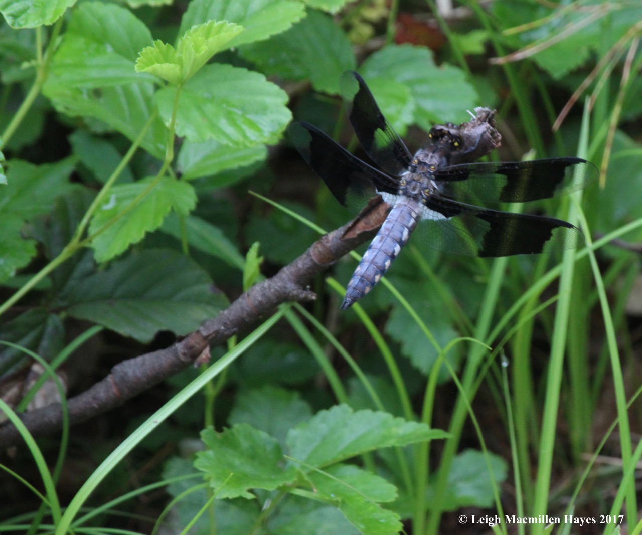 d-skimmer, common whitetail