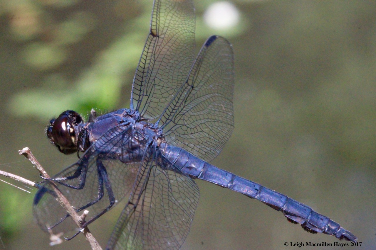 d-skimmer, slaty blue 2
