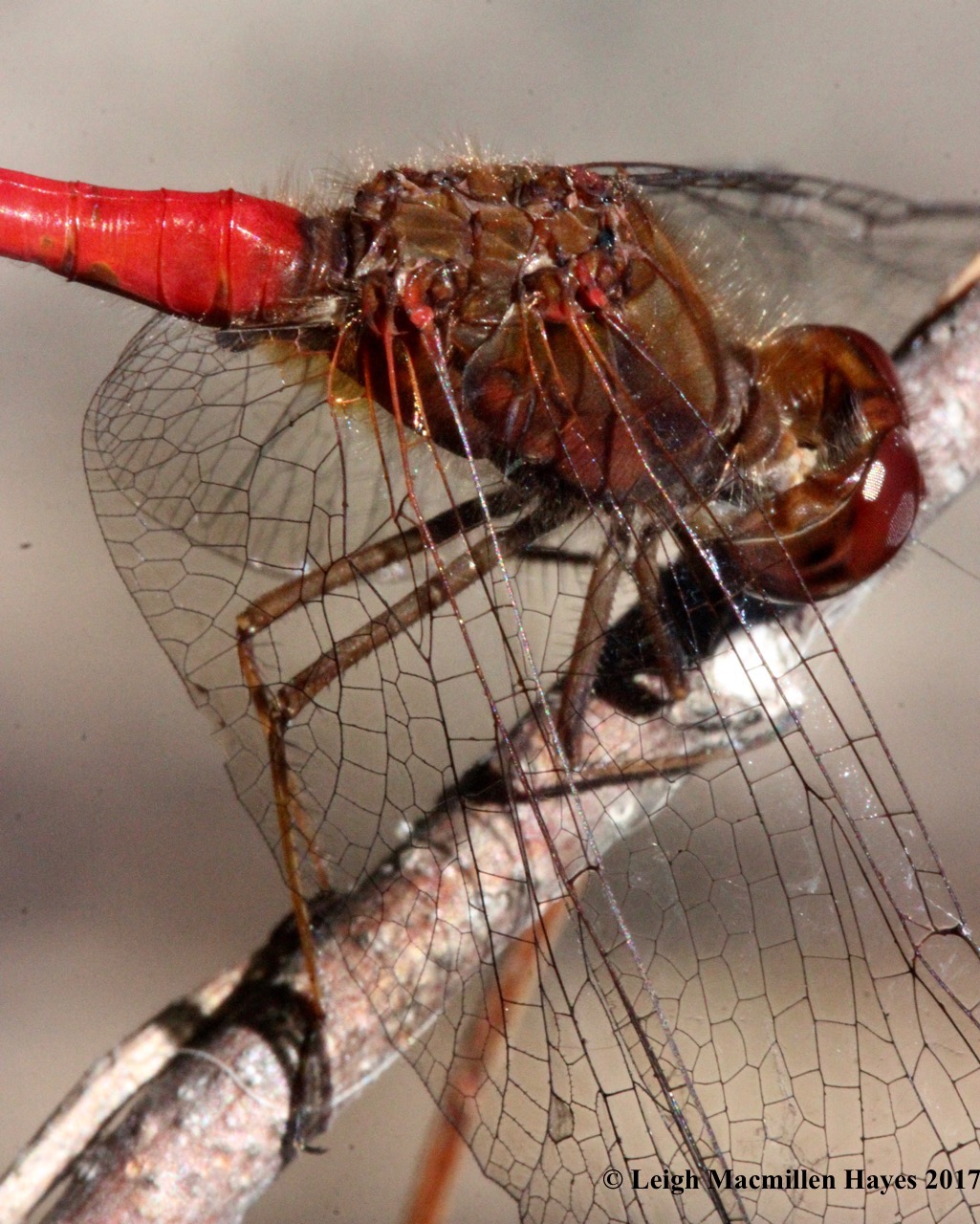 d-skimmer, yellow legged meadowhawk, wings
