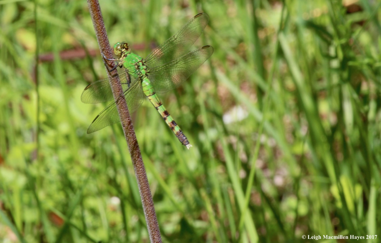 h-Eastern Pondhawk 3