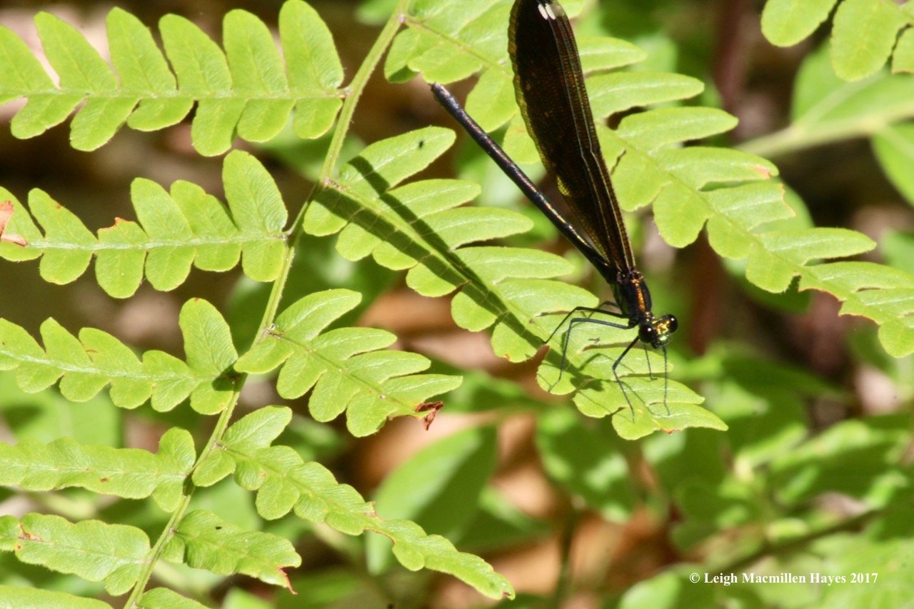 h-emerald jewelwing female 2