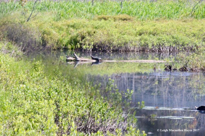 h-snapper turtle sunning itself