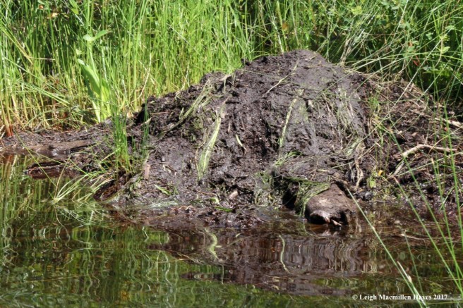 m-beaver scent mound 1