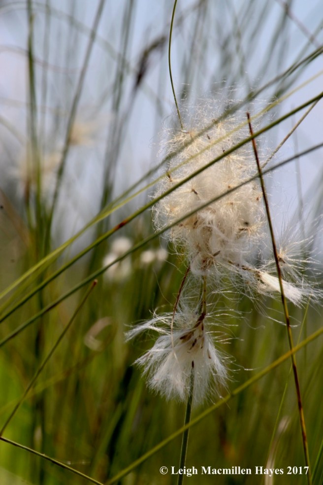 m-cotton grass 1