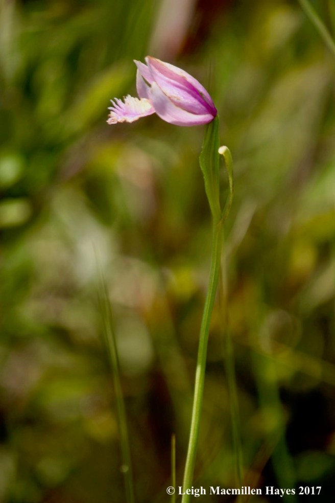 m-grasspink orchid