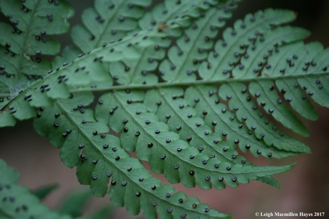 m-marginal wood fern