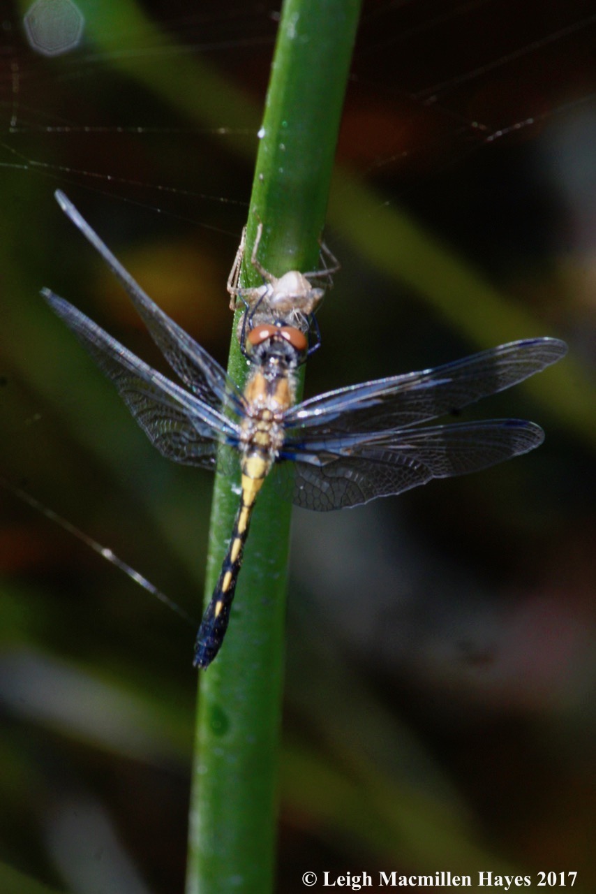 m-newly emerged Hudsonian whiteface