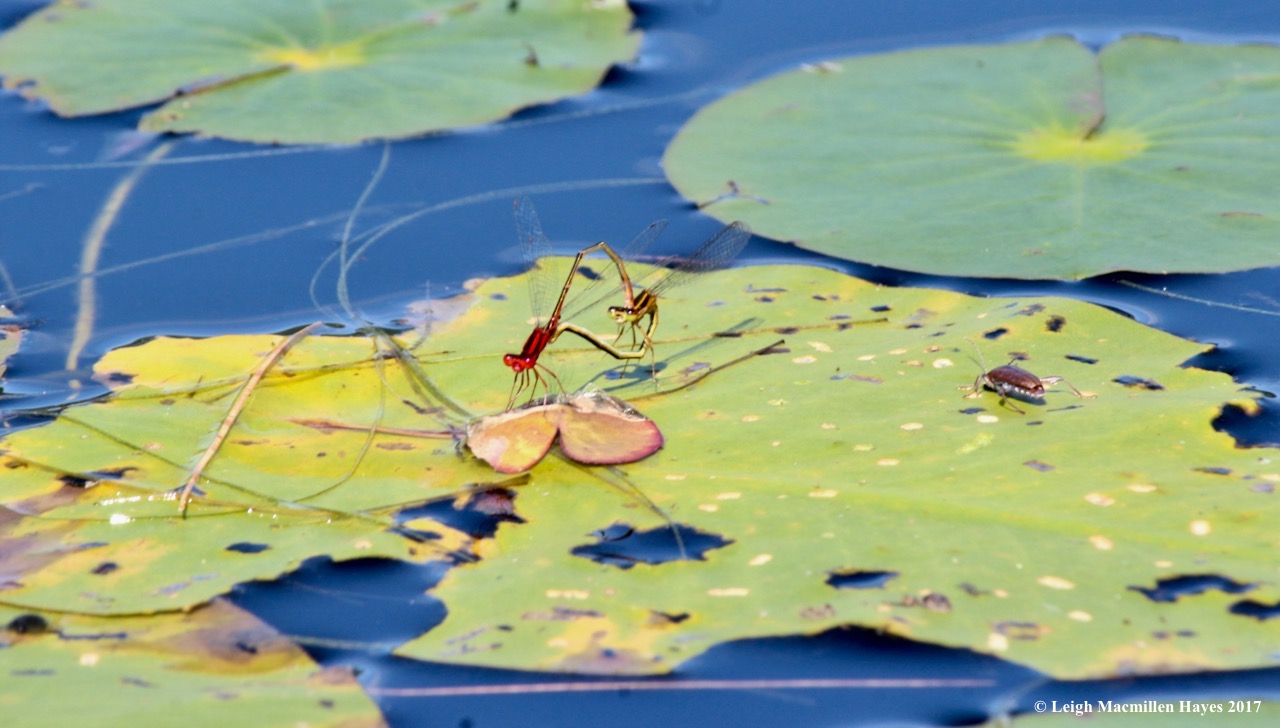 m-orange bluets mating